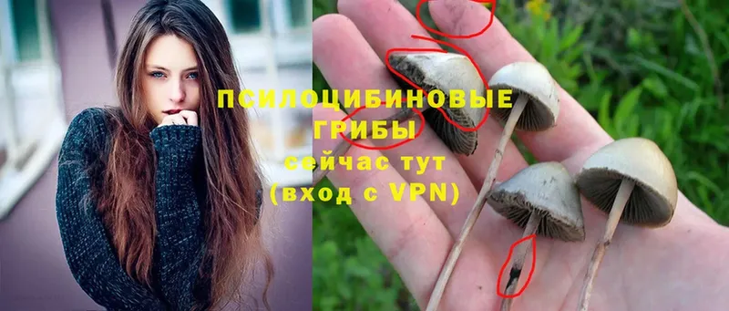 Галлюциногенные грибы Psilocybe  сайты даркнета Telegram  Ярцево 